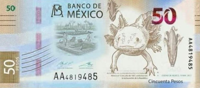 El Ajolote se apodera del nuevo billete de 50 pesos.